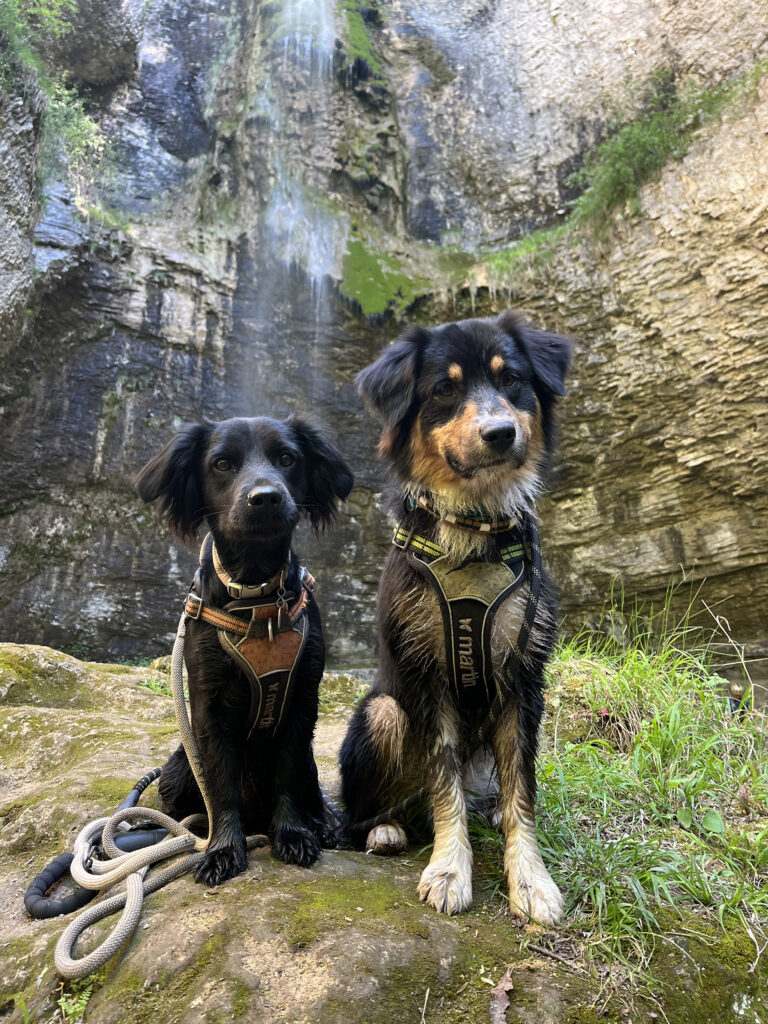 image de deux chiens qui posent devant l'objectif en pleine nature, devant une cascade
